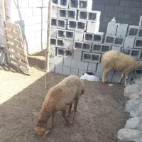 بره نر|حیوانات مزرعه|تخت, |دیوار