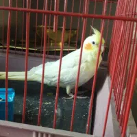 عروس هلندی|پرنده|خمین, |دیوار