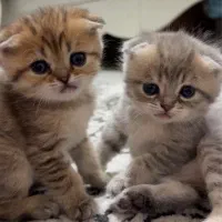 بچه گربه اسکاتیش پرشین|گربه|اندیشه, اندیشه فاز ۶|دیوار