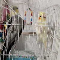 جفت عروس طوطی|پرنده|محمدیه-قزوین, |دیوار