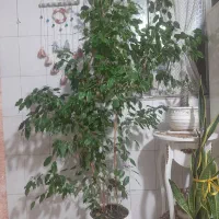گل و گلدان طبیعی