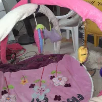 لباس بچگانه|اسباب‌‌بازی|شیراز, شیخ علی چوپان|دیوار