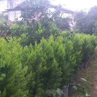 تولیدی گل و درختچه