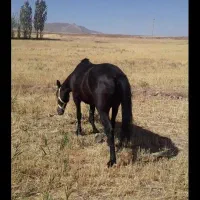 مادیان  ترک درشوری|اسب و تجهیزات اسبسواری|قیدار, |دیوار