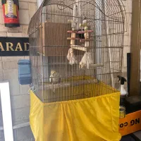 ۱جفت عروس هلندی با ۶تا تخم