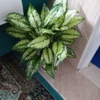 اگلونما برفی|گل و گیاه طبیعی|قم, علی آباد سعدگان|دیوار