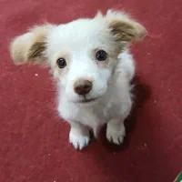 واگذاری توله سگ