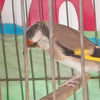 ۳عدد سهره  متولد قفس