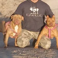 توله پیتبول نر|سگ|تهران, هاشم‌آباد|دیوار