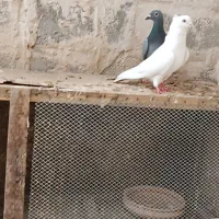 کبوتر سفید نر