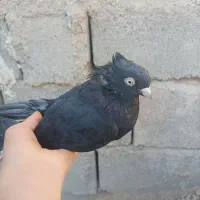 کبوتر|پرنده|ایذه, |دیوار