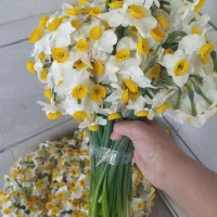 گل نرگس|گل و گیاه طبیعی|آزادشهر, |دیوار