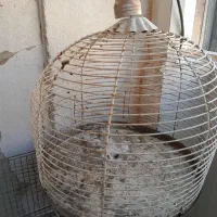 قفس|لوازم جانبی حیوانات|صدرا-فارس, فاز ۲|دیوار