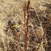 ریشه 2ساله گردو آمریکایی