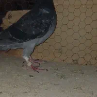 کبوتر مسافتی