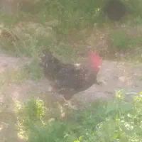 مرغ و خروس و غاز