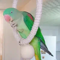 شاه طوطی ۹ ماهه