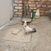 کبوتر گرفتنی|پرنده|ارومیه, |دیوار