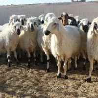 گوسفندزنده|حیوانات مزرعه|قم, امامزاده ابراهیم|دیوار