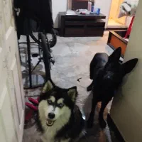 دوبرمن ژرمن