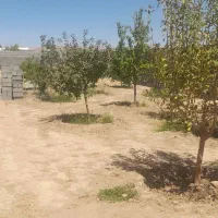فروش باغ ۸۰۰متری بهترین موقعیت مکانی|فروش خانه و ویلا|مشهد, فردوسی|دیوار