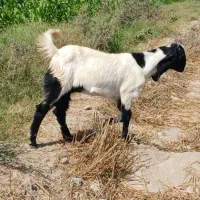 گیسه پاکستانی اصل فروشی