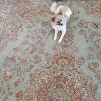 سگ پامر اشپیتز ۷ ماهه، ماده|سگ|شاهرود, |دیوار