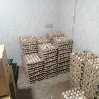 تخم مرغ محلی|خوردنی و آشامیدنی|ارومیه, |دیوار