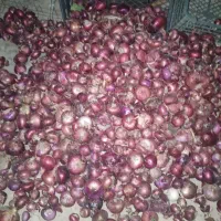 پیازقرمزشیرین