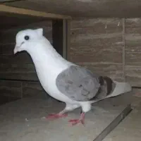 کبوتر نر دوکت