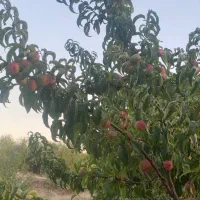 باغ|فروش دفتر صنعتی، کشاورزی، تجاری|بیجار, |دیوار
