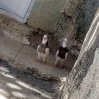 جفت جوجه طوقی