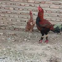 مرغ لاری