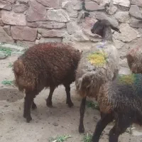 میش بره دار 68500مفت بزبزغاله چاق کشتارجمعی قربانی