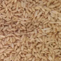 گندم بذری صدرا