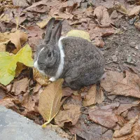 خرگوش|موش و خرگوش|بندر ترکمن, |دیوار