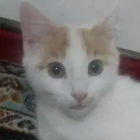 گربه|گربه|بومهن, |دیوار
