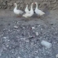 غاز محلی(بت)