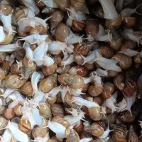 فروش حلزون آچاتینا ارزون و استثنایی