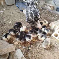 تخم نطفه دار گلین|حیوانات مزرعه|اسلامشهر, مطهری|دیوار