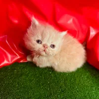 نژاد های اصیل و لوکس در m.k pet|گربه|تبریز, |دیوار