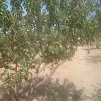 باغ-سیب-رضا