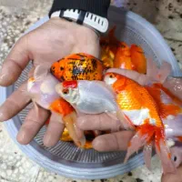 پخش عمده ماهی گلی وقرمز