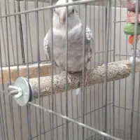 عروس الیزابت سه ماهه