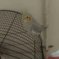 عروس پاریس|پرنده|سوسنگرد, |دیوار