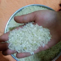 برنج کامفیروزی اصل با عطر و طعم بی‌نظیر