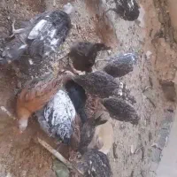 جوجه بوقلمون بومی ۵ ماهه