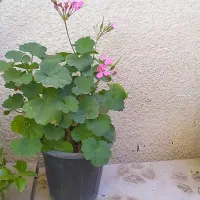 تعدادی گلدان زیبا بهفروش میرسد|گل و گیاه طبیعی|قزوین, |دیوار