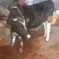 گوساله گوشتی|حیوانات مزرعه|نورآباد, |دیوار