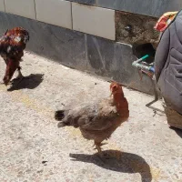 لاری و محلی کرچ